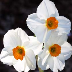 Narcisse 'granium'